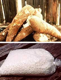 manihot-esculenta-tapioca.jpg