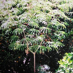 Manihot+grahamii+%2528falso+cafeto%2529.jpg