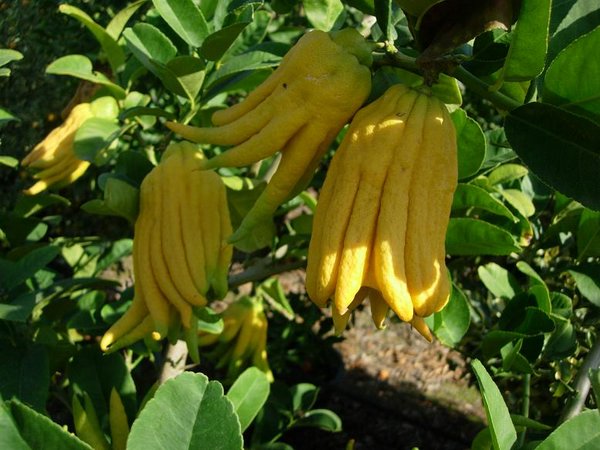 mano-de-buda%20(00).JPG