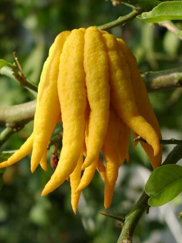 MANO-DE-BUDA-DETALLE-FRUTO.jpg