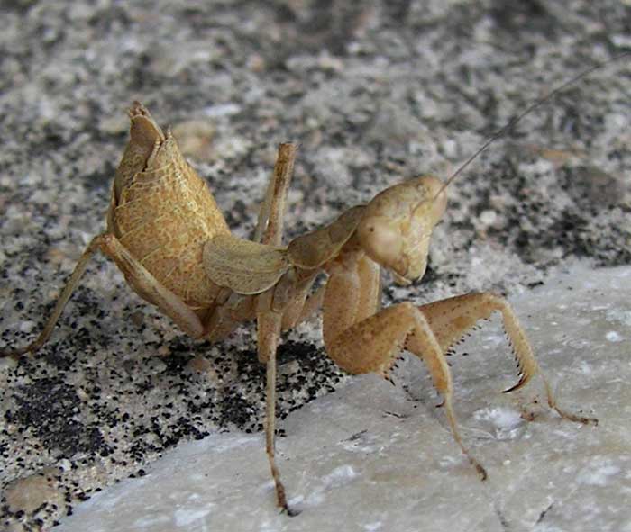 mantido.jpg