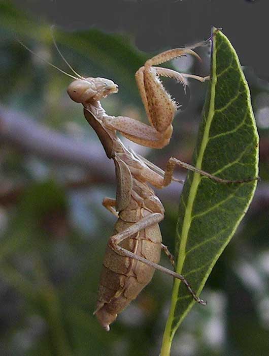 mantido0.jpg