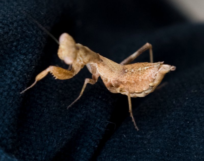 mantis.jpg