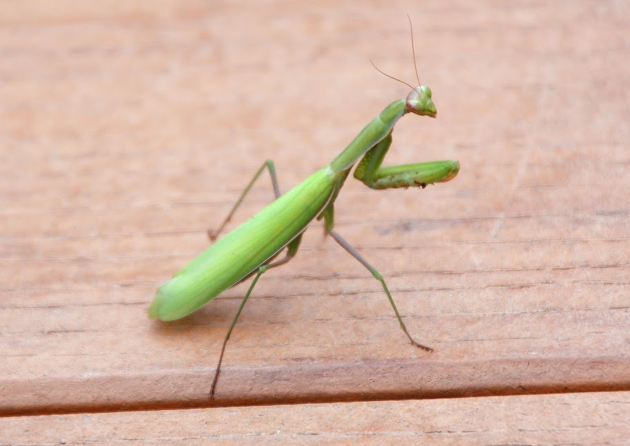 mantis.JPG