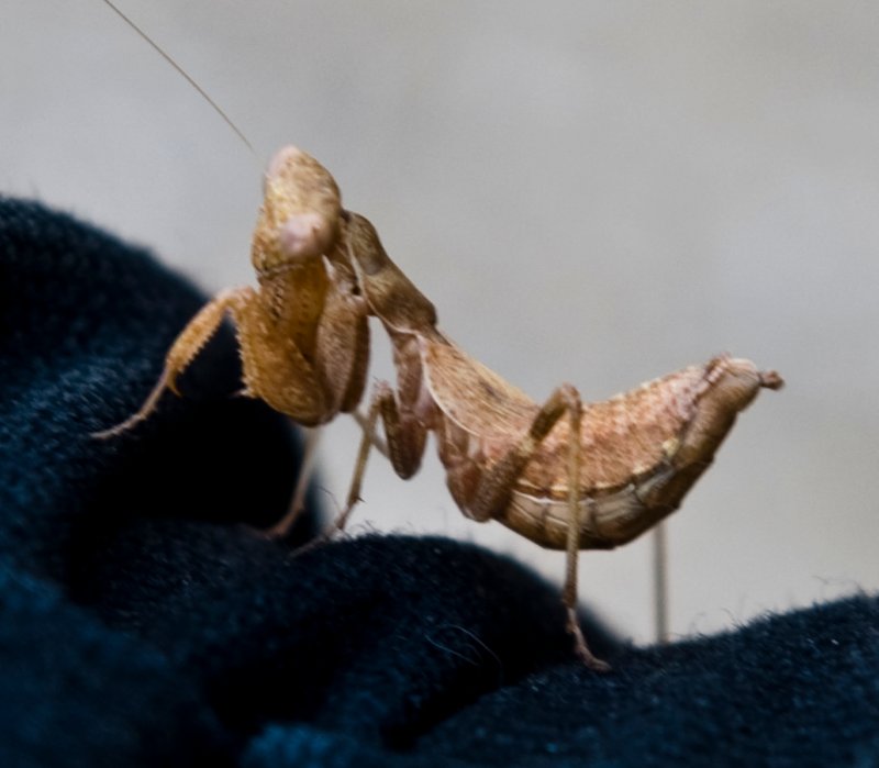 mantis1.jpg