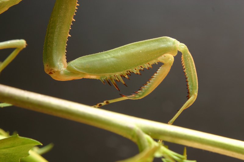 mantis_4655pk.JPG