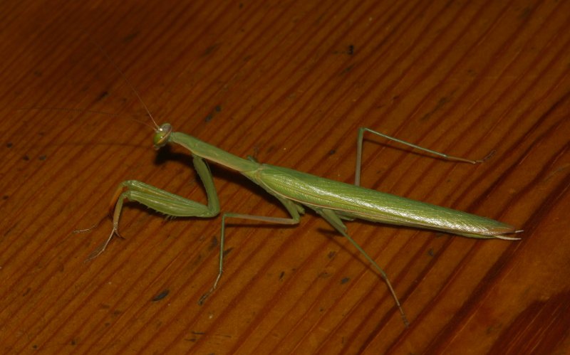 Mantis_5323.jpg