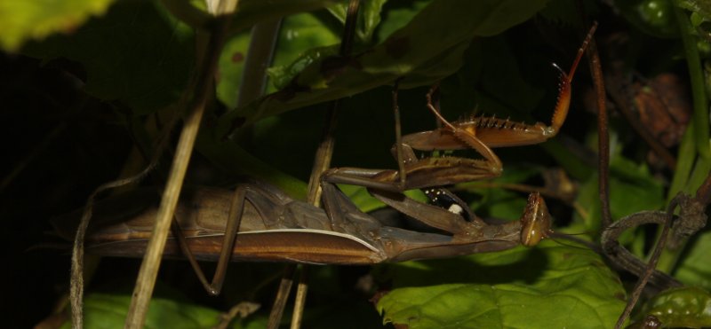 mantis_6601.jpg