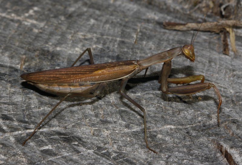 mantis_6603.jpg