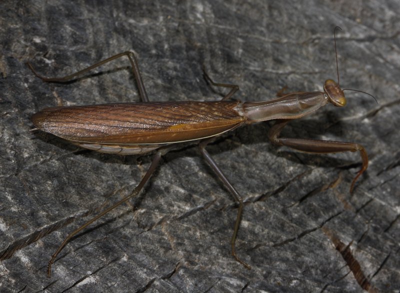 mantis_6604.jpg