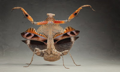 mantisDroplays-lobata.jpg