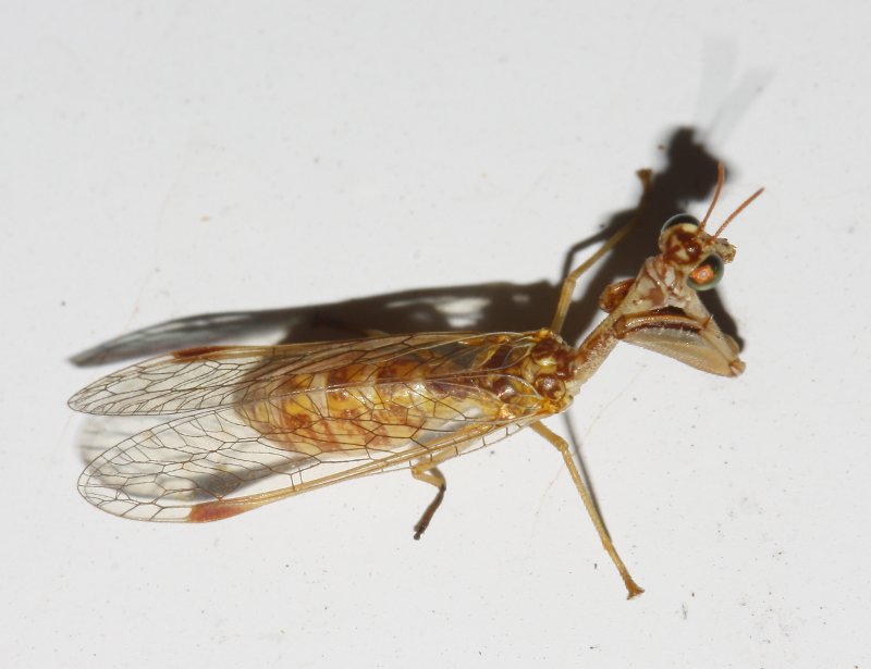 mantispa_6286.jpg