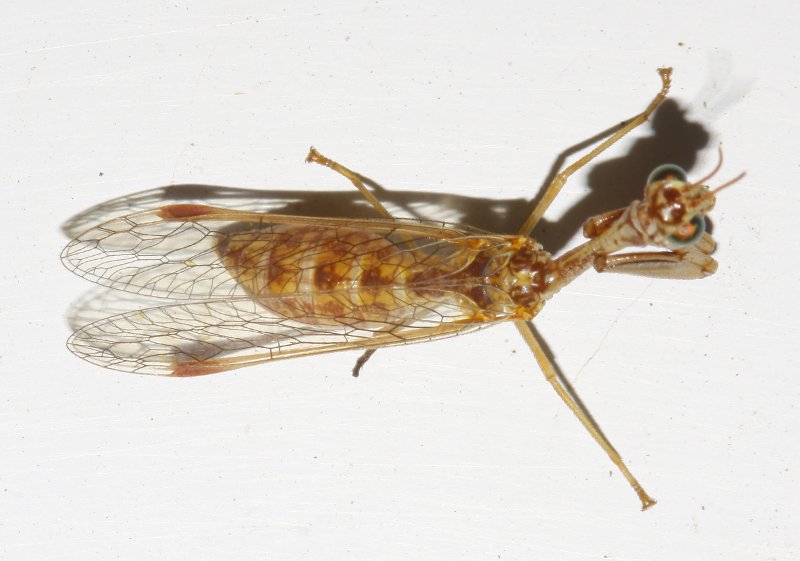 mantispa_6289.jpg