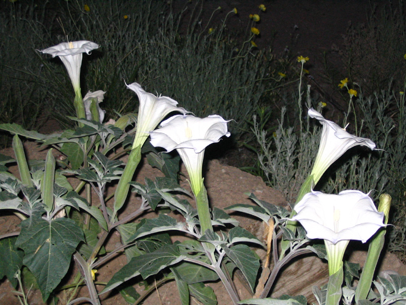 many_datura-765797.jpg