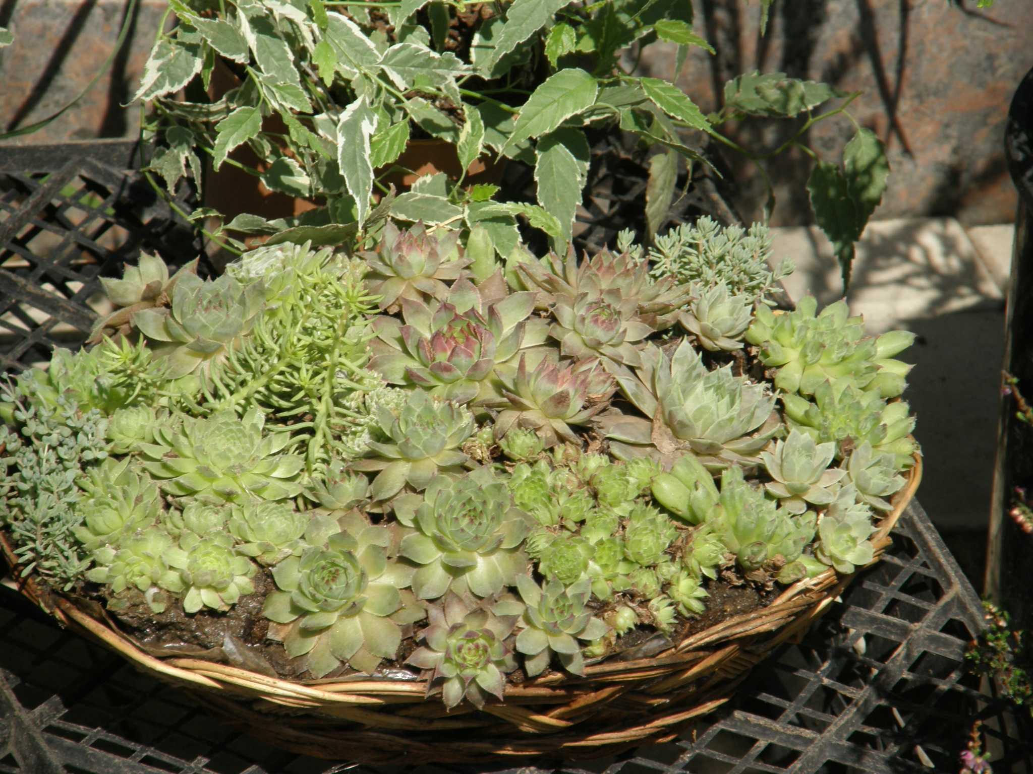 Many_Sempervivum_species_share_this_basket_2.jpg