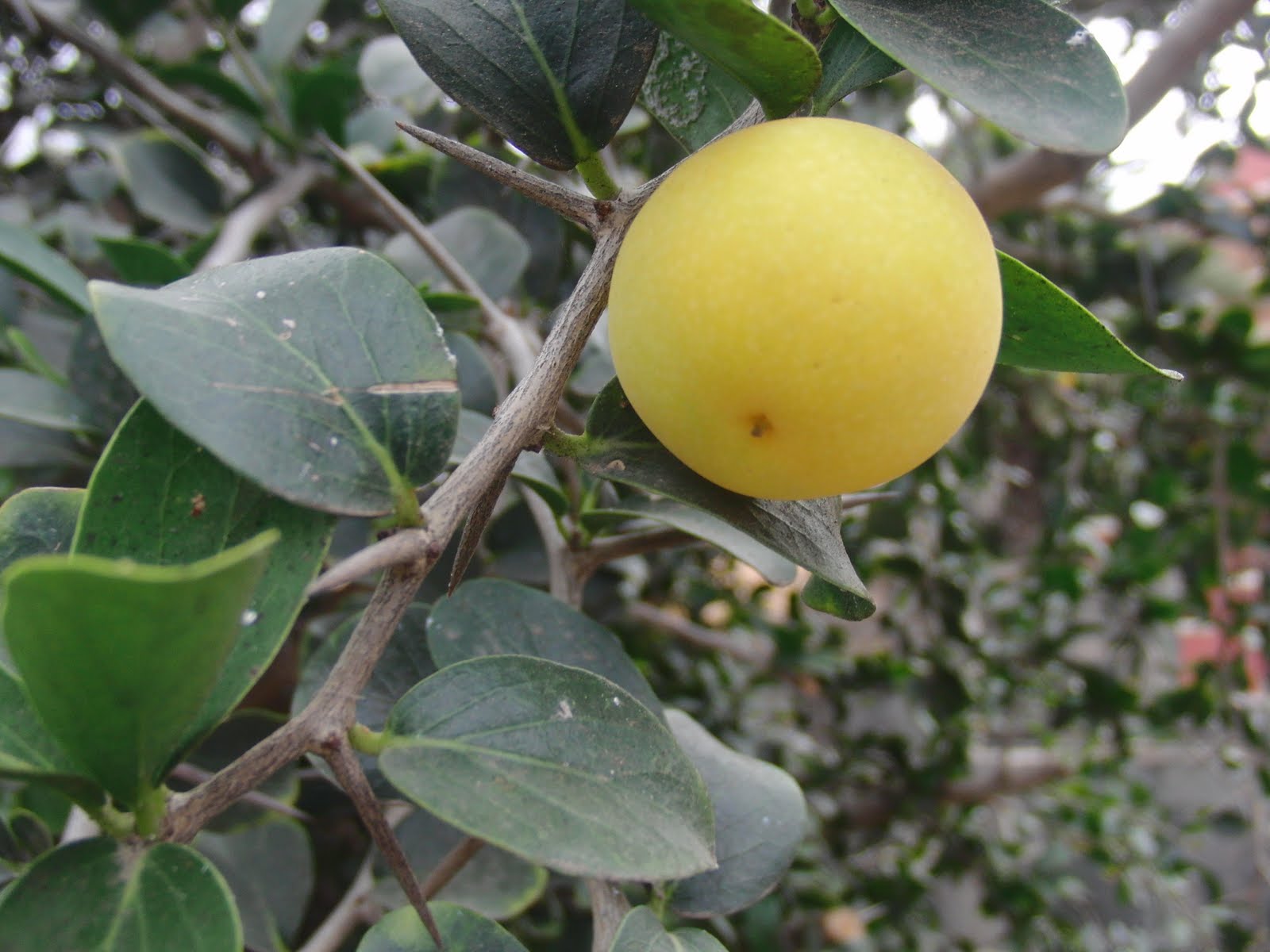 manzana+cafre+1.JPG