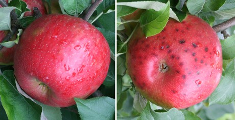 manzanas_compare.jpg