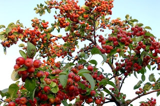 manzano-ornamental-malus.jpg