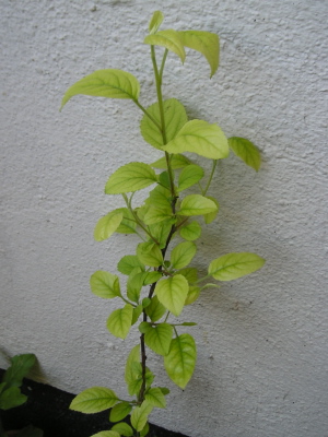 Manzano_Mayo2007.jpg