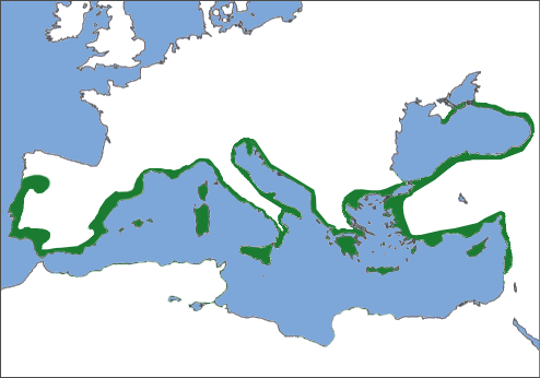 Mapa_pinus_pinea.png