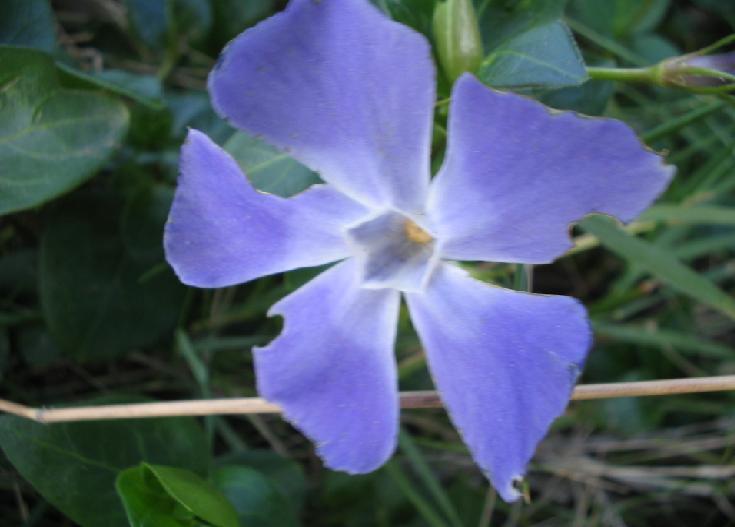 Mar%E706_0014.JPG