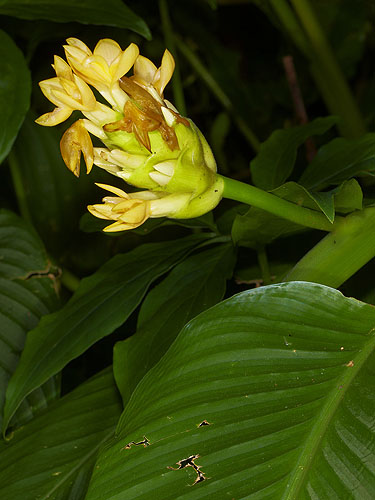 MARA-cala-macrosepala-nic-shol7406.jpg