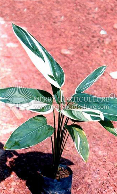 Maranta%20arundinacea%20'Variegata'.JPG