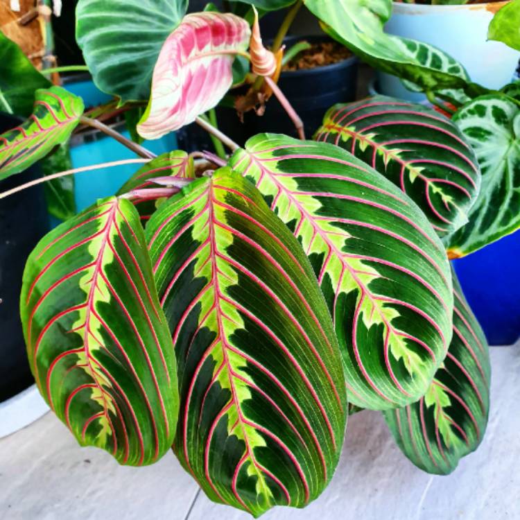 maranta-leuconeura-fascinator-tricolour.jpe