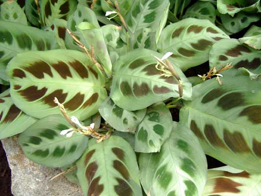 maranta-leuconeura-kerchoveana1.jpg