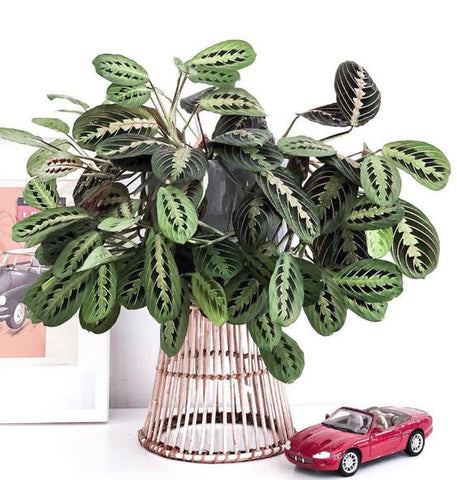 Maranta_9_large.jpg
