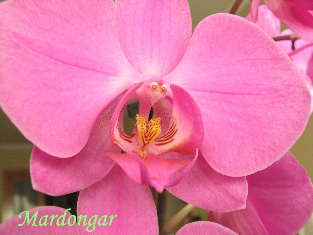 Mardongar-phal-200606.jpg