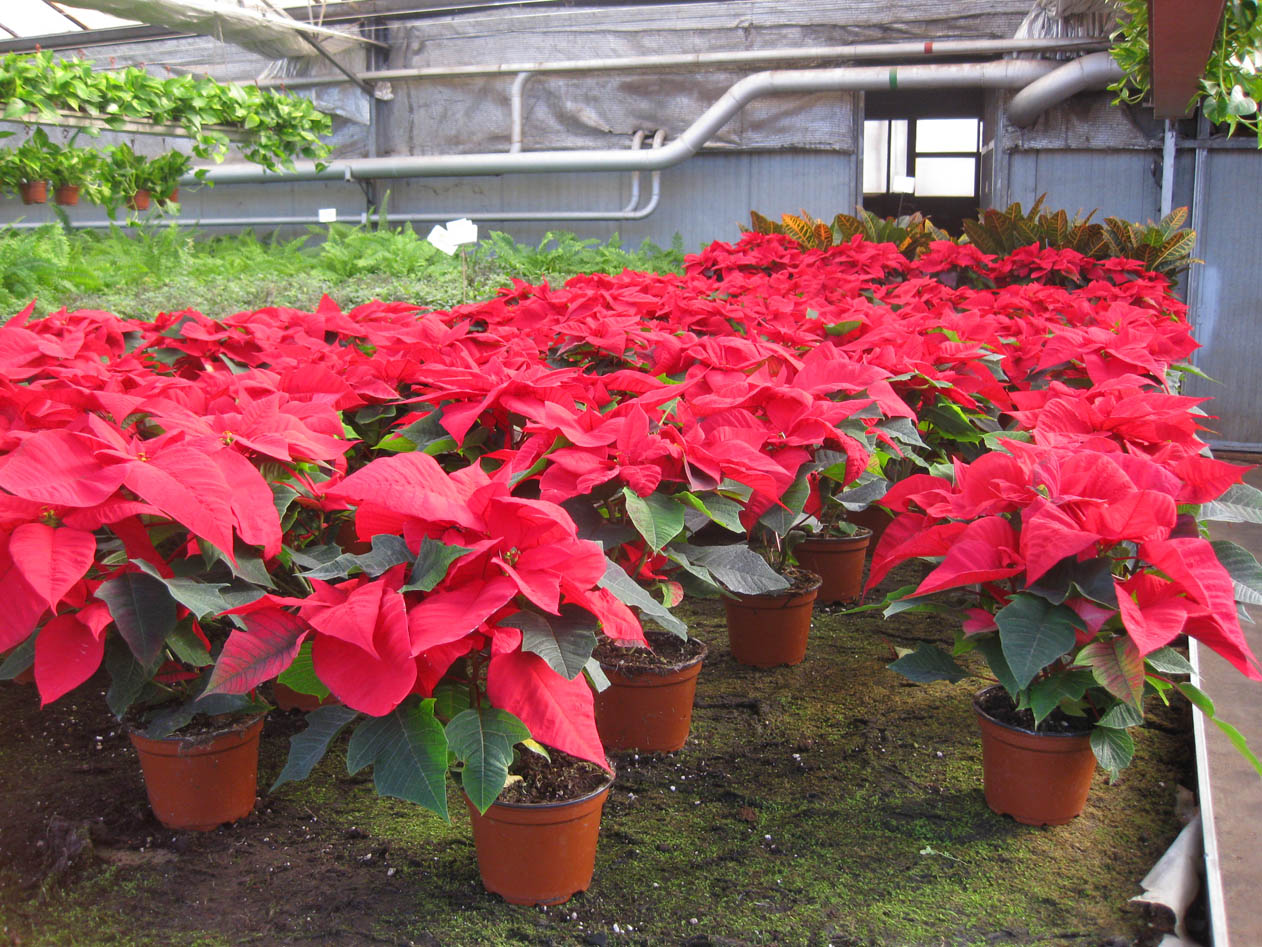 mares+de+poinsettias+2.jpg