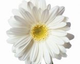 margarita-156x125x80xX.jpg