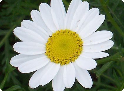 margarita-701826.jpg