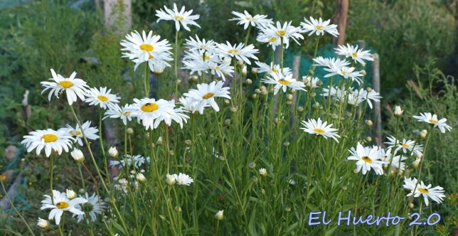 margaritas-flor1.jpg