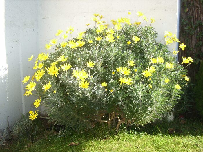 margaritero amarillo.jpg