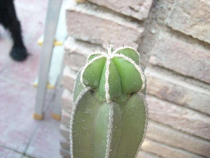 marginatus.jpg