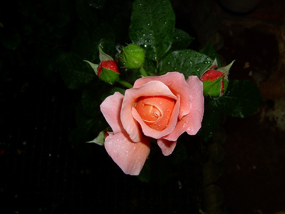 Marie%20Curie%20-3.jpg