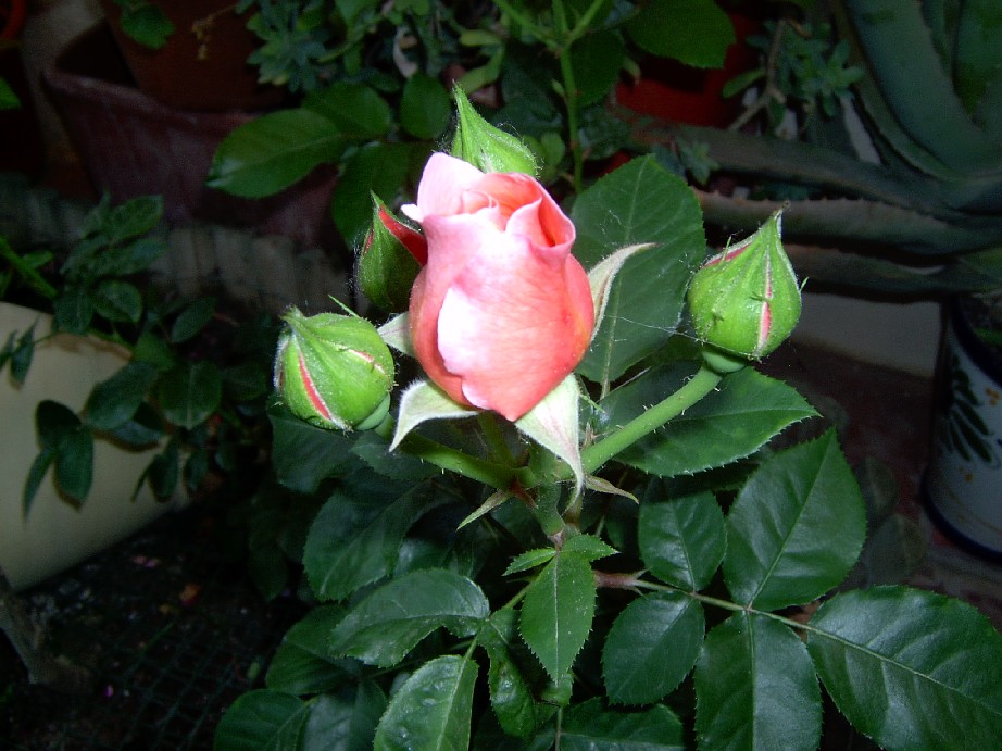 Marie%20Curie%201996-2.jpg