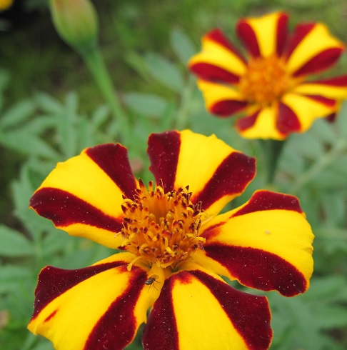 Marigold-mr_majestic.jpg