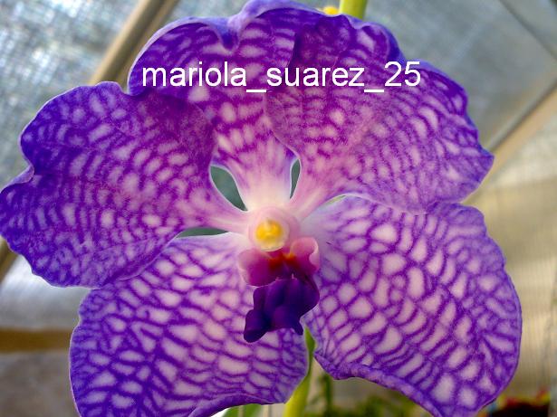 Mariola529.JPG
