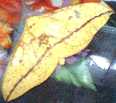 mariposa%7E0.JPG