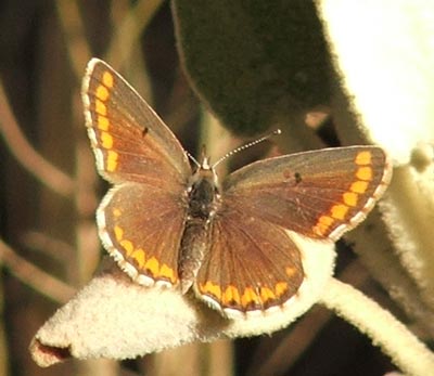 mariposa%7E2.jpg