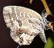 mariposa-africana.jpg