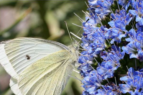 mariposa-blanca01.jpg