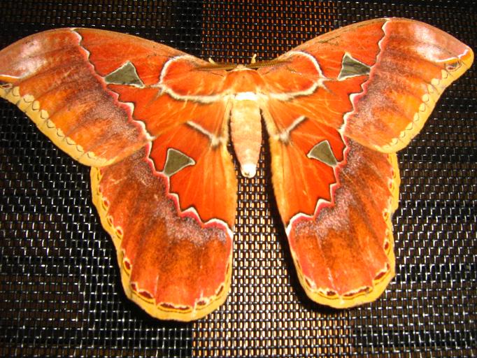 Mariposa gigante.JPG