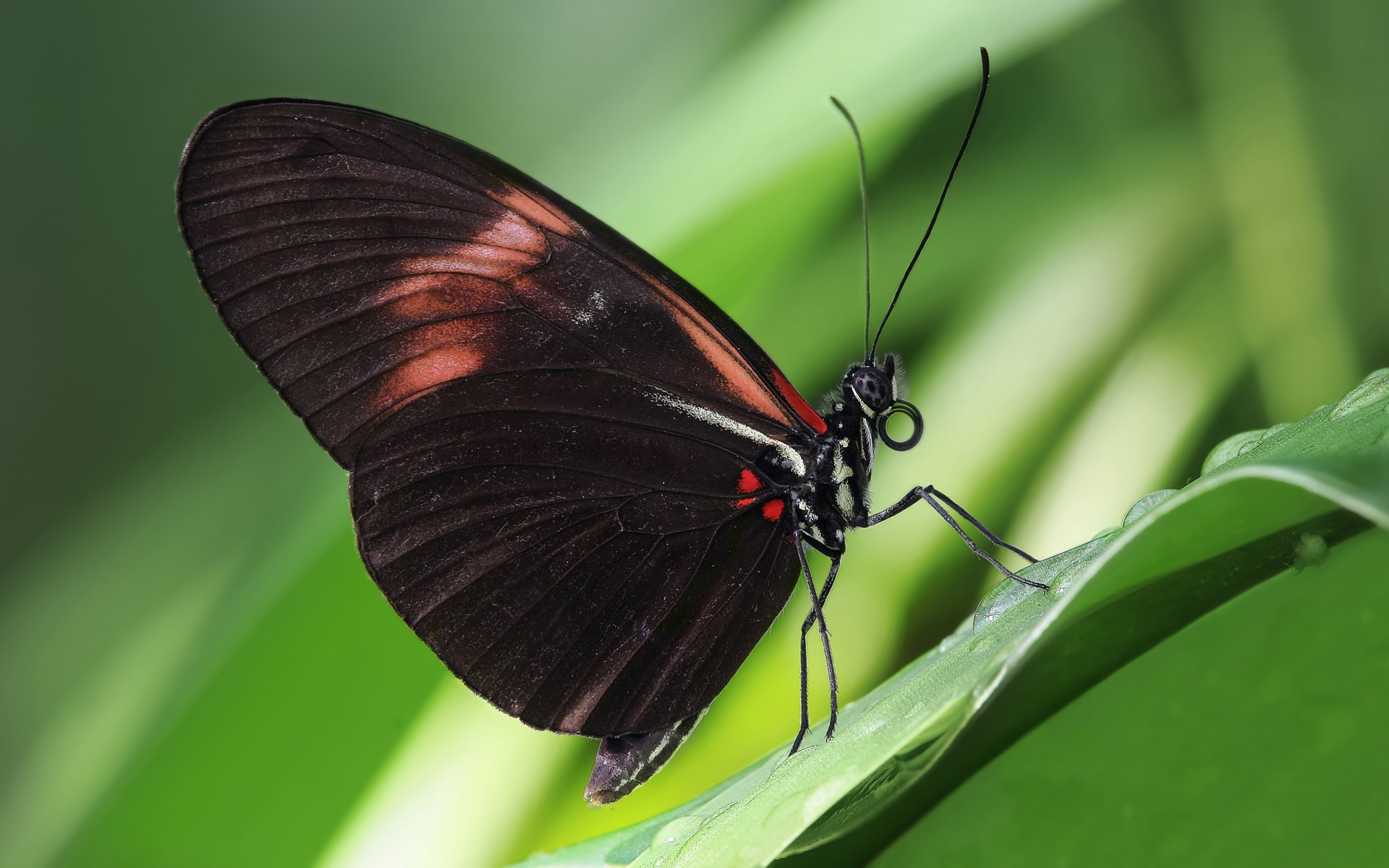 Mariposa-Heliconius-melpomene.jpg