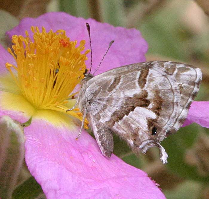 mariposa-jara.jpg