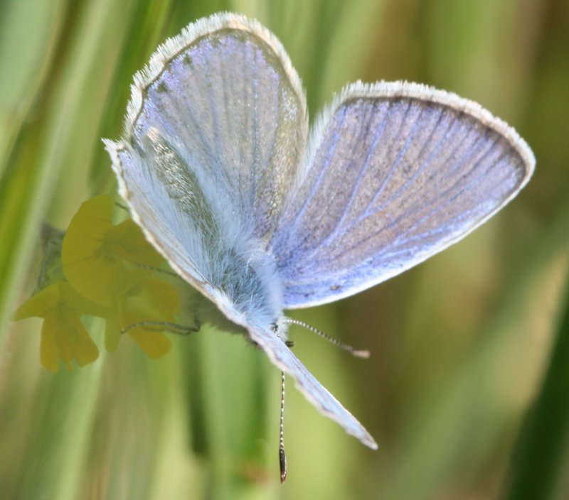 mariposa.jpg