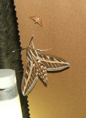 mariposa.JPG